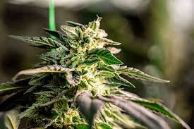 Discovering the Best Marijuana Seeds Pennsylvania Has to Offer 1 Discovering the Best Marijuana Seeds Pennsylvania Has to Offer 1